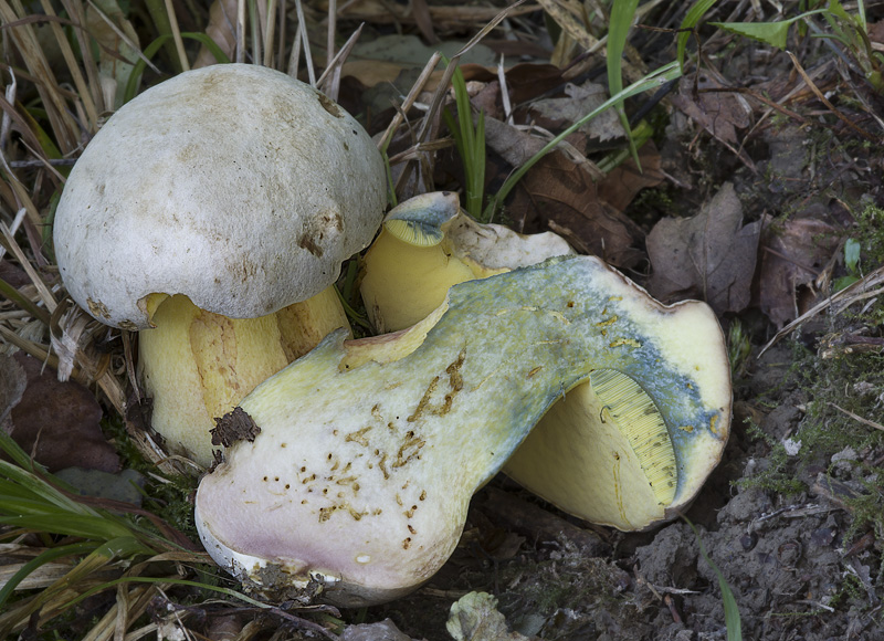 Boletus fechtneri